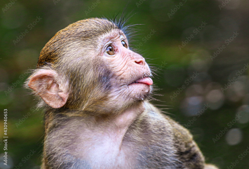 Portrait of a monkey in the park Portrait of a monkey in the park