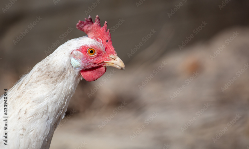 Portrait of a white hen