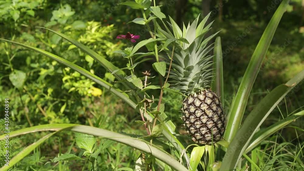 The pineapple is a plant species of the bromeliad family. It is originally native to America and is now cultivated as a fruit plant in tropical areas worldwide. Day. Handheld camera. The pineapple is a plant species of the bromeliad family. It is originally native to America and is now cultivated as a fruit plant in tropical areas worldwide. Day. Handheld camera.
