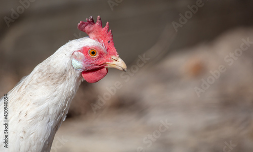 Portrait of a white hen
