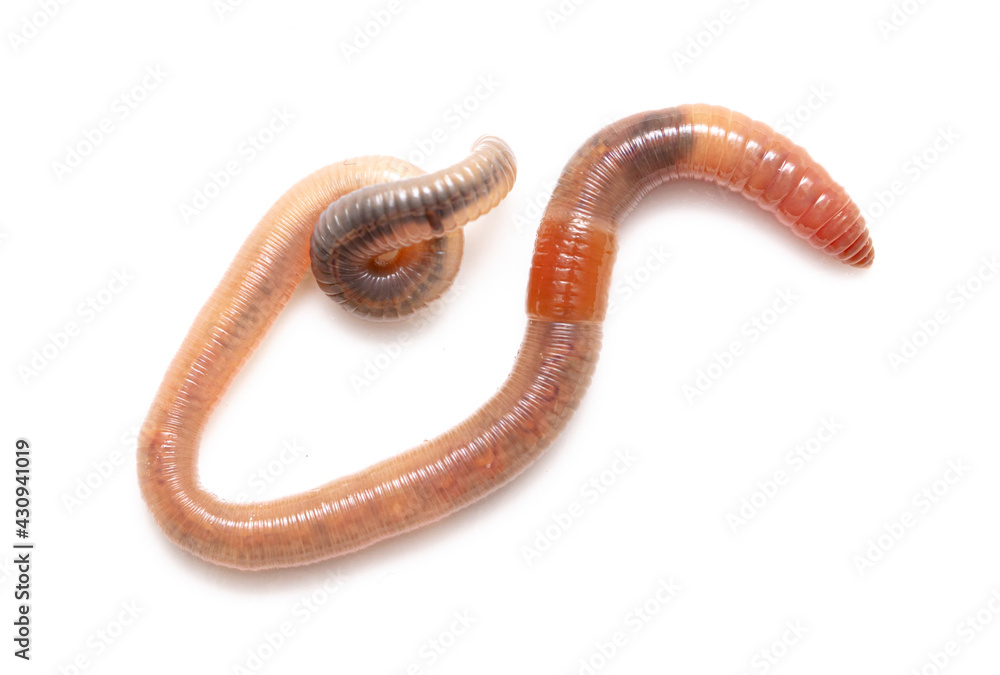 Earthworm on a white background. Earthworm on a white background.