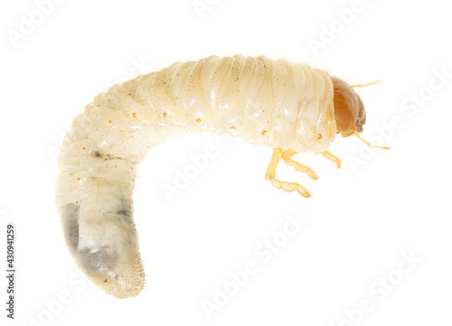 Bild auf Leinwand Beetle larva on a white background.