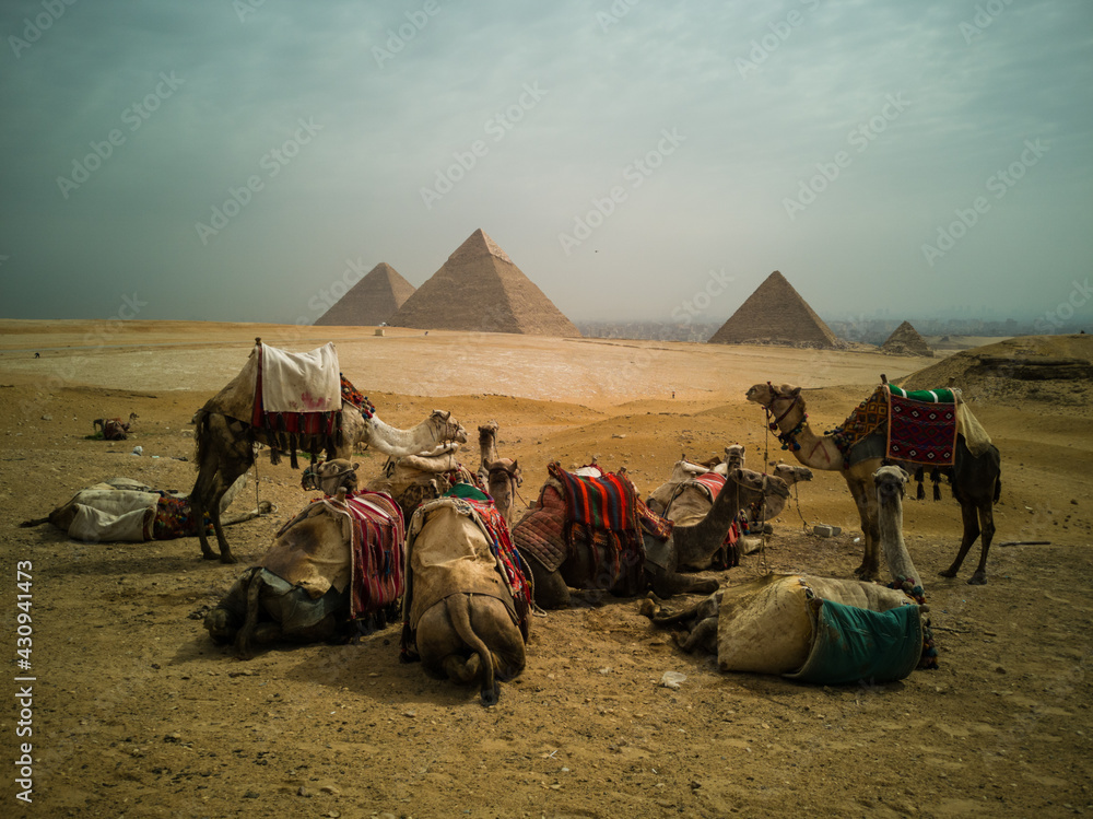 camellos en las piramides de egipto