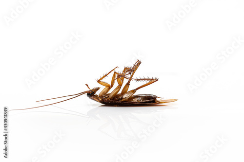Close up a dead cockroach isolated on a white background. © nattaphol