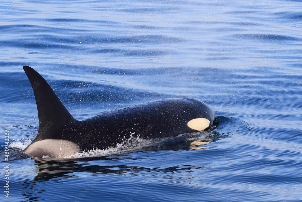 Fototapeta premium 知床の海に回遊する野生のシャチ（北海道羅臼沖）
