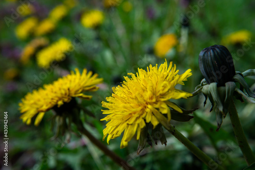 Dandelion.Taraxacum