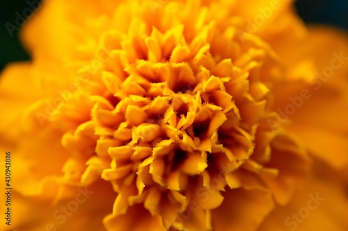 yellow flower macro