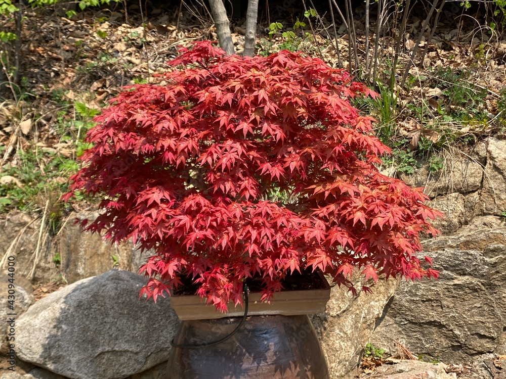 Naklejka premium tree in the garden