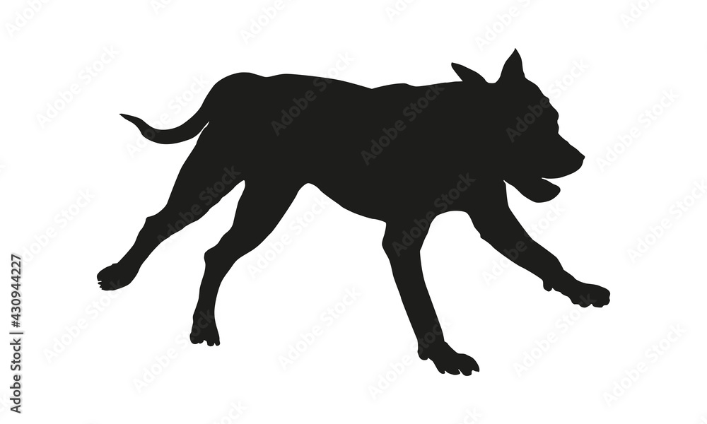 Obraz premium Black dog silhouette. Running american pit bull terrier puppy. Isolated on a white background.