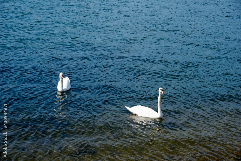 two swans swimming in the rhine