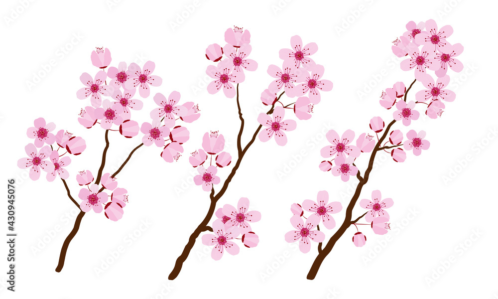 Pink cherry blossom isolated on white, vector illustration