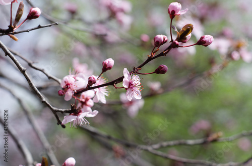 pink cherry blossom