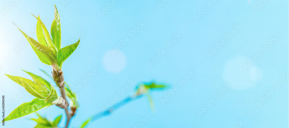 Sakura background with flower blossom and April floral nature on blue. Beautiful scene with blooming tree. Easter Sunny day. Orchard abstract blurred background. Springtime. Sakura background with flower blossom and April floral nature on blue. Beautiful scene with blooming tree. Easter Sunny day. Orchard abstract blurred background. Springtime.