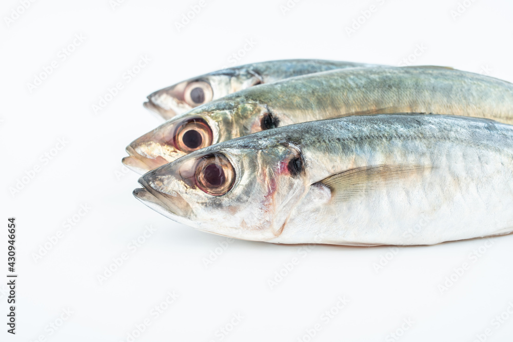 Fresh balang fish on white background Fresh balang fish on white background