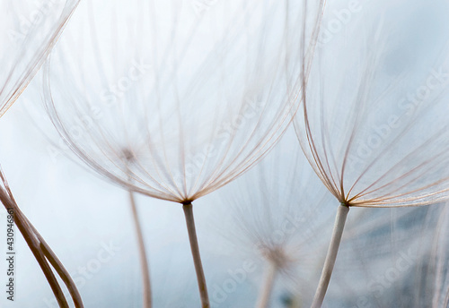 Dream like macro image of dandelion seed heads with detailed lace-like patterns and soft focus filter effect.


