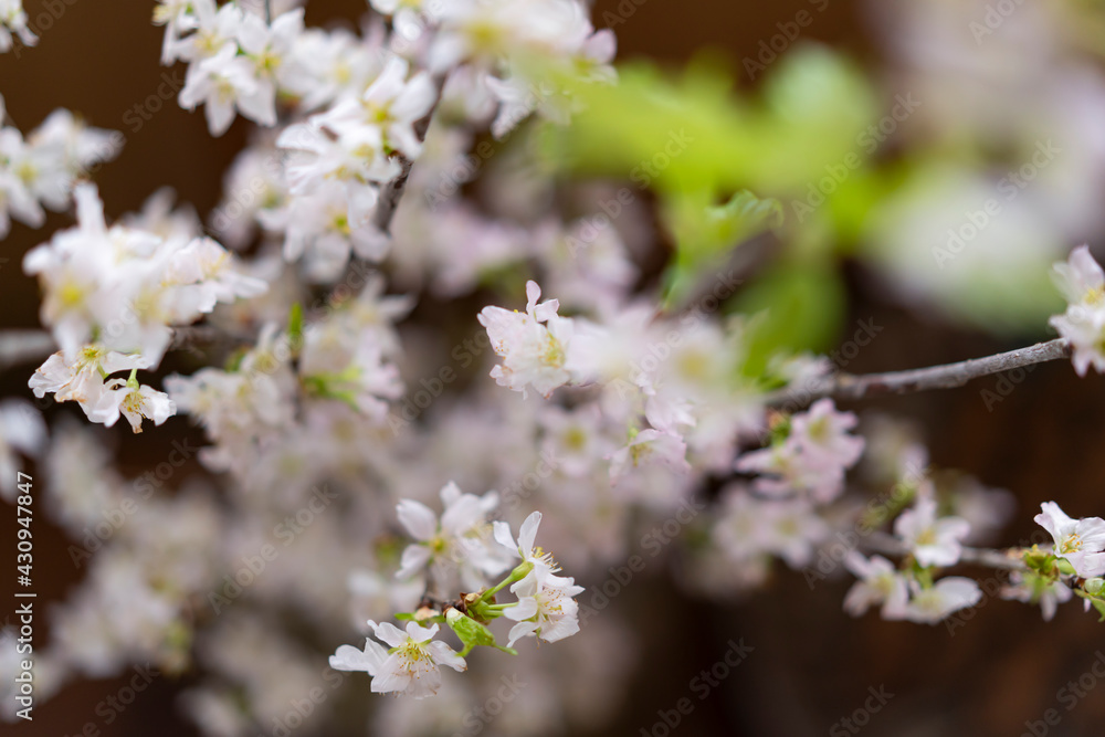 桜 桜