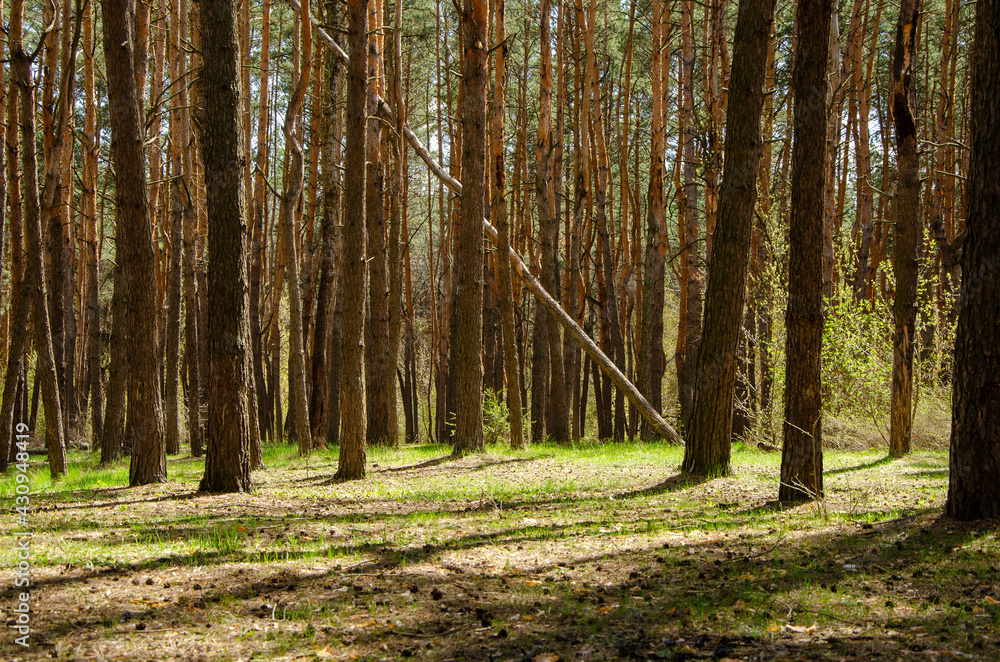 Obraz premium Morning sunlight in spring pine forest