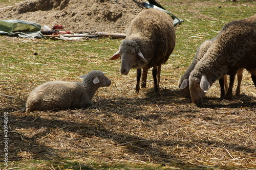 Sheep on Kosmaj ,near Belgrade photo