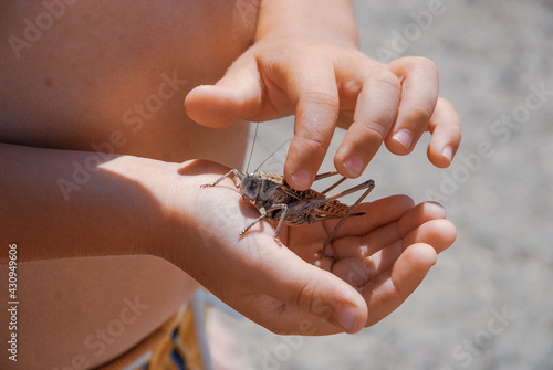 hand holding a locusts