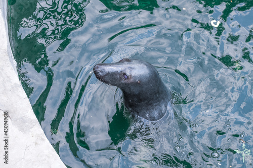sea lion in the water