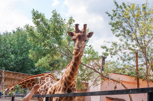 giraffe in the park