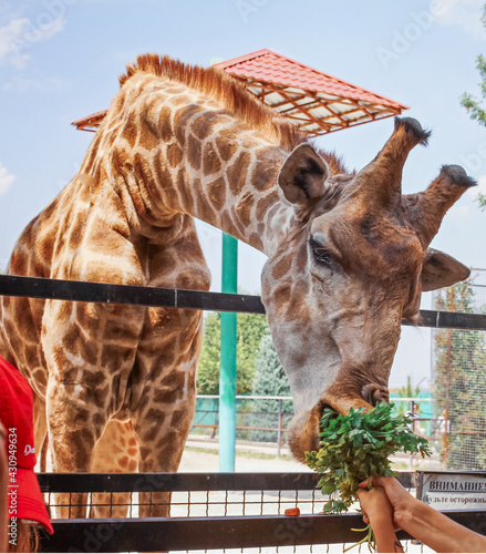 giraffe in zoo