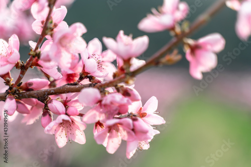 Pink flowers Blooming peach tree in spring. green grass as background.