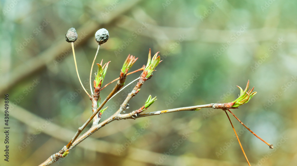 The first young sticky leaves of the apple tree, springtime. Spring background. The first young sticky leaves of the apple tree, springtime. Spring background.