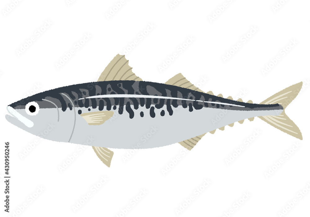 サバのイラスト サバのイラスト