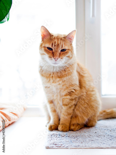 Ginger cat sitting on the windowsill.