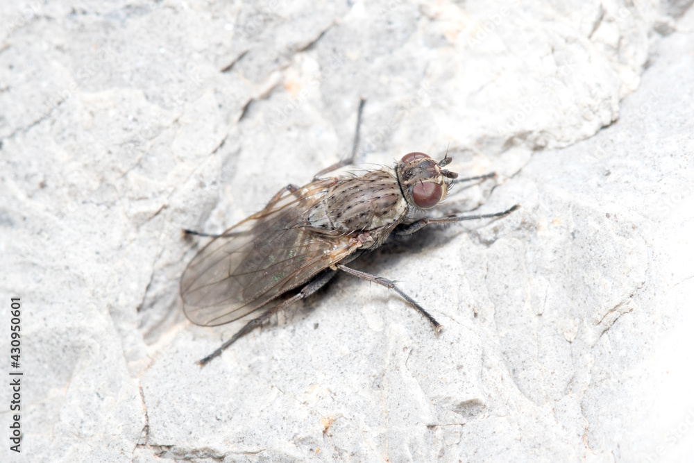 Fly posed on a rock on a sunny day. High quality photo Fly posed on a rock on a sunny day. High quality photo