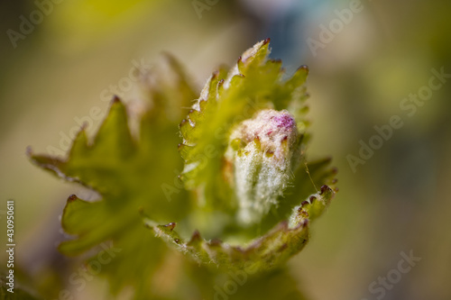 Macro Photo of Vine Leaves Opening Bud