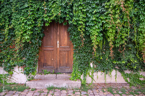 Old Wooden Door with Ivy