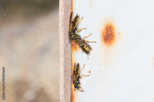 European paper wasps, Polistes dominula, gathering around the nest. High quality photo