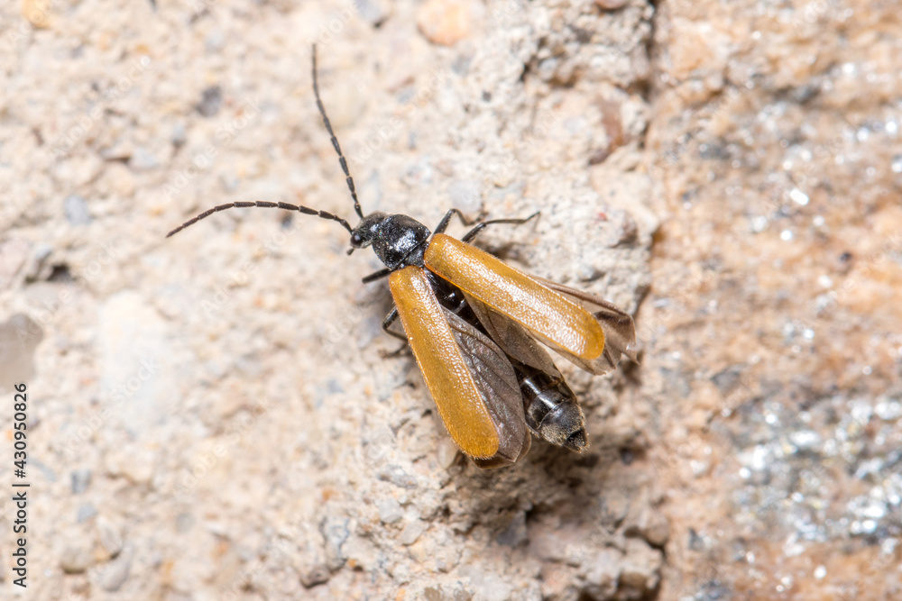 Soldier beetle Rhagonycha sp. spreading the wings on a rock on a sunny day. High quality photo Soldier beetle Rhagonycha sp. spreading the wings on a rock on a sunny day. High quality photo