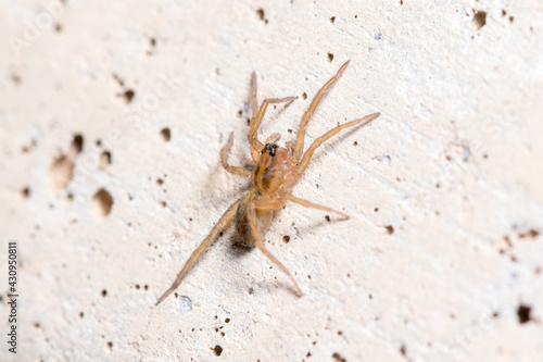 Young Trochosa sp. wolf spider walking on a concrete wall. High quality photo