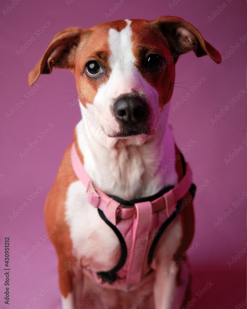 dog photo in pink studio