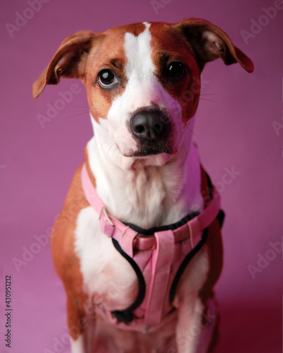 dog photo in pink studio © salvador