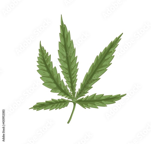 Leaf of Cannabis plant. Leaves of Marijuana or Hemp. Vintage botanical art. Medical or industrial herb. Realistic hand-drawn vector illustration of hash isolated on white background