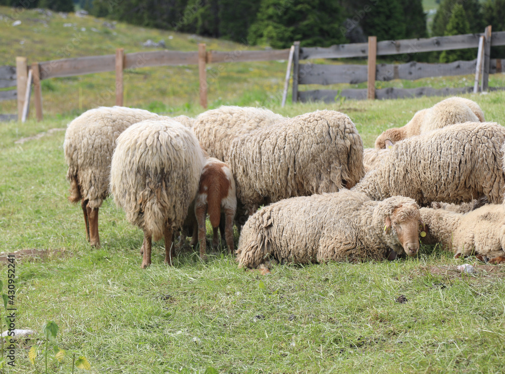 sheep with wool fleece ready to be shorn inside the farm fence sheep with wool fleece ready to be shorn inside the farm fence