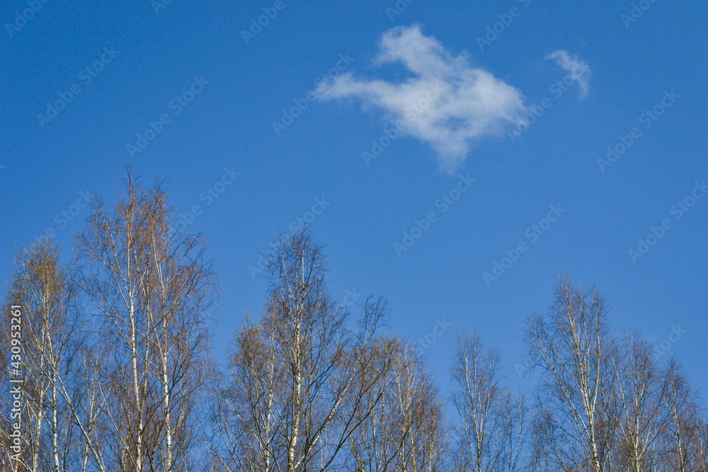 Blue sky with one white cloud above the birch trees. Blue sky with one white cloud above the birch trees.