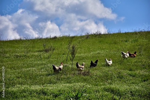 Free range Chickens on green field with a cow