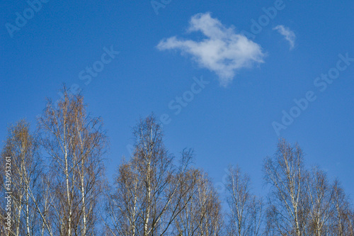 Blue sky with one white cloud above the birch trees.