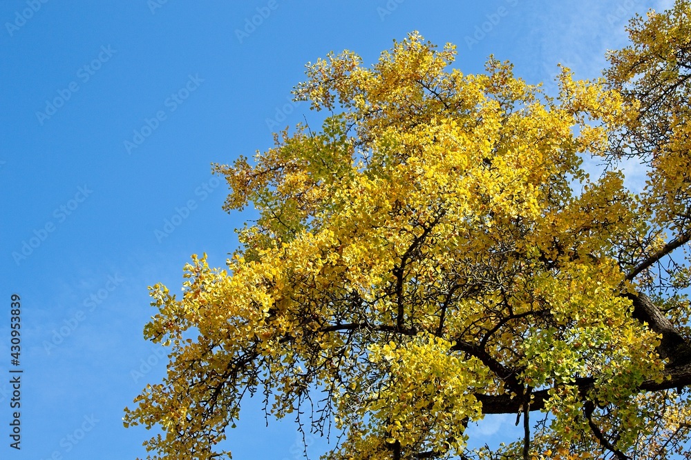 Naklejka premium sun rays in the forest