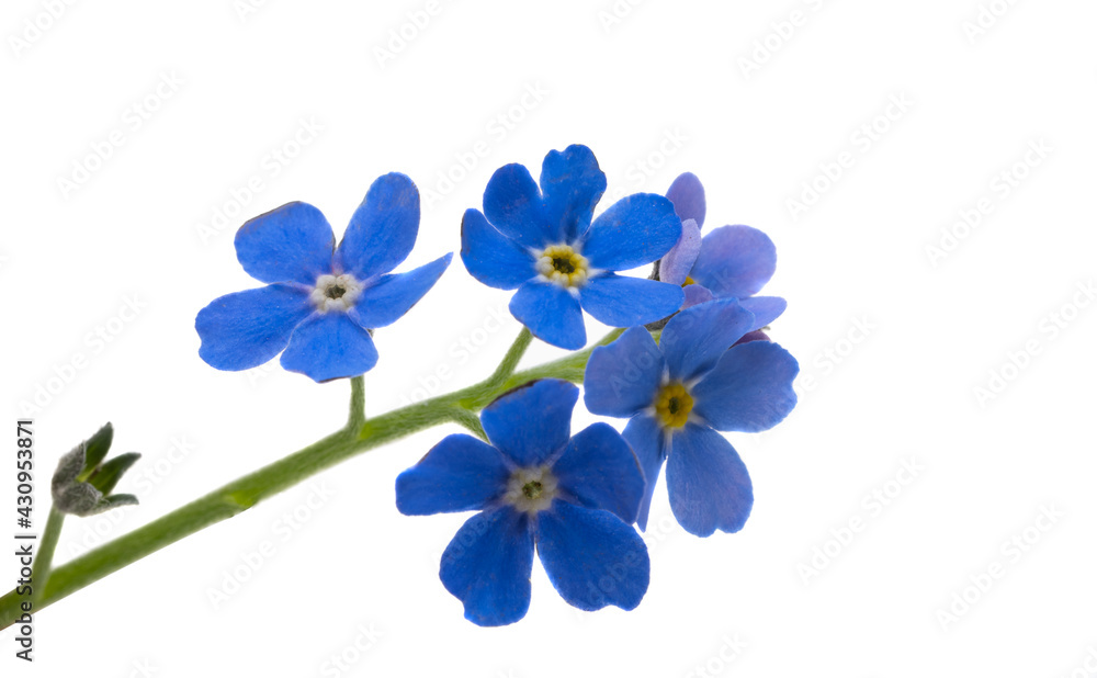 forget-me-not flowers isolated