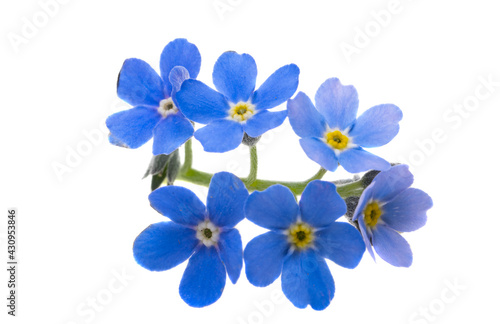 forget-me-not flowers isolated © ksena32