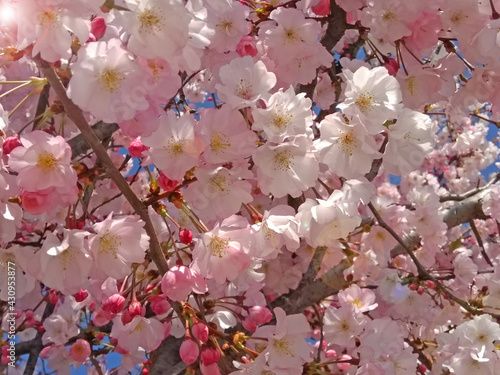 sakura tree in spring cherry tree blossom  pink flowers  