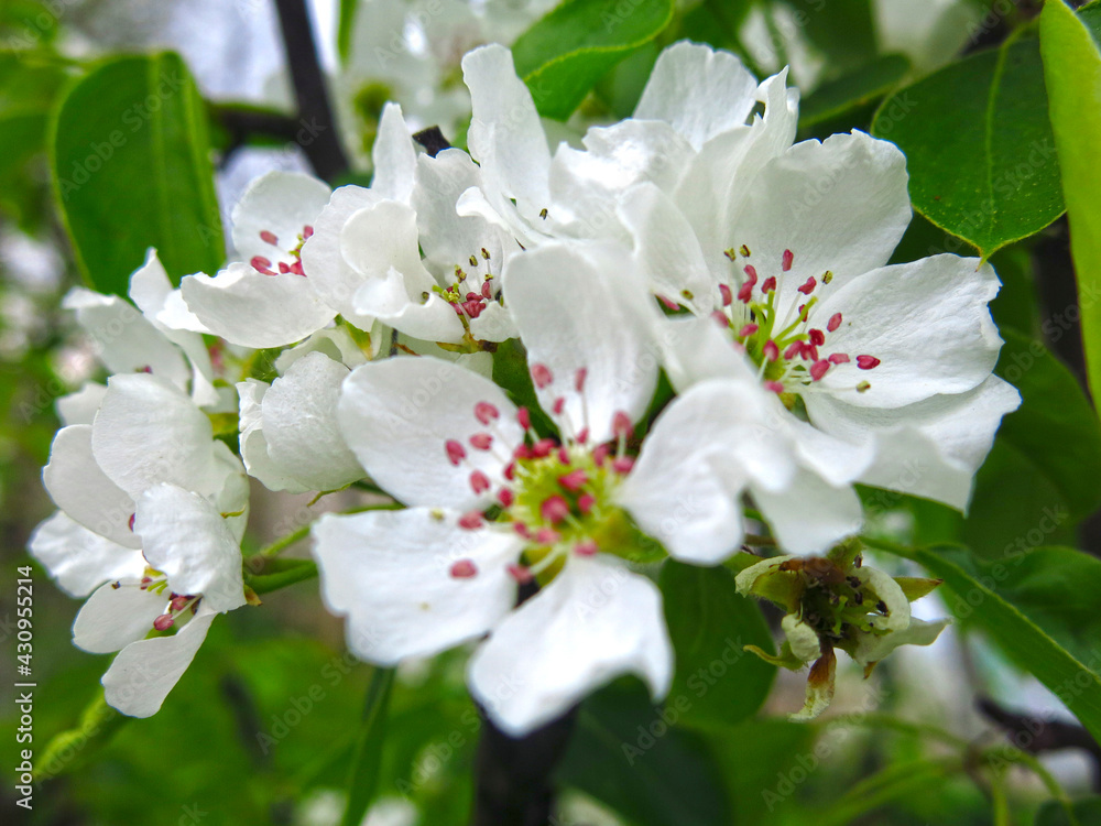 young pear tree blooms with white flowers in spring young pear tree blooms with white flowers in spring