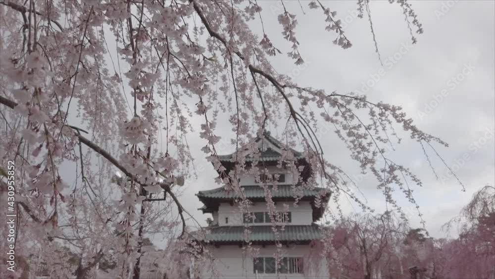 弘前城と満開の桜