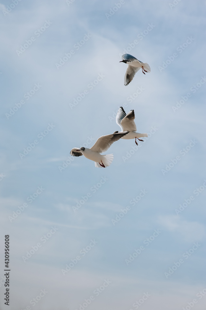Beautiful white seagulls fly and soar in the sky in cloudy spring weather. Beautiful white seagulls fly and soar in the sky in cloudy spring weather.